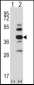 Mouse Styk1 Antibody (Center)