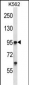 Mouse Tie1 Antibody (Center)