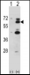 Mouse Yes1 Antibody (N-term)