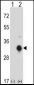 KLK10 Antibody (N-term)