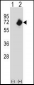 NMT2 Antibody (C-term)