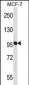 NEDD9 Antibody (Center)