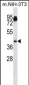 Mouse Aurka Antibody (N-term)