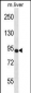 Mouse Ntrk3 Antibody (N-term)