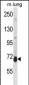 Mouse Prkcd Antibody (N-term)