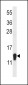 SZRD1 Antibody (N-term)