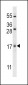 SZRD1 Antibody (N-term)