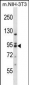 Mouse Prkcq Antibody (Center)