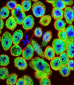 HN1 Antibody (Center)