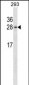 HN1 Antibody (Center)