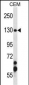 SMC3 Antibody (Center)