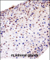 Mouse Fgfr1 Antibody (C-term)