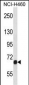 Mouse Fgfr1 Antibody (C-term)