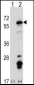 Mouse Fyn Antibody (C-term)