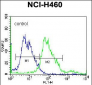 BEND4 Antibody (N-term)