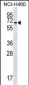 BEND4 Antibody (N-term)