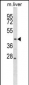 Mouse Map2k2 Antibody (N-term)