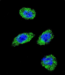 AP14948b-POLG-Antibody-C-term