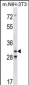 Mouse Cdk4 Antibody (C-term)