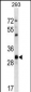 Mouse Cdk1 Antibody (C-term)