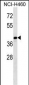 MAGEB10 Antibody (Center)