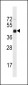 Mouse Irgm1 Antibody (C-term) (Ascites)