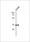 SNAPC2 Antibody (C-term)