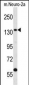 CNTROB Antibody (Center)