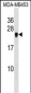 CRIP2 Antibody (C-term)