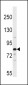 ARNT2 Antibody (Center)