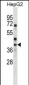 WNT6 Antibody (Center)