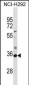 SULT2A1 Antibody (N-term)