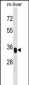 YIPF3 Antibody (C-term)