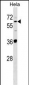 SUOX Antibody (Center)