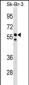 FBXO31 Antibody (Center)