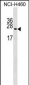 RPL10A Antibody (N-term)