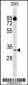 CIAPIN1 Antibody (Center)