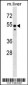 Mouse Src Antibody (N-term)