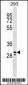 PEF1 Antibody (Center)