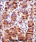 RBPJ Antibody (N-term)