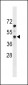 PDGFRL Antibody (N-term)