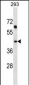 SDF4 Antibody (C-term)