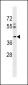 RSRC2 Antibody (N-term)