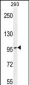 TCERG1 Antibody (C-term)