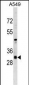 RASSF3 Antibody (N-term)