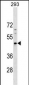 PNMA5 Antibody (C-term)