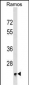 BRI3BP Antibody (Center)