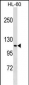 MPHOSPH9 Antibody (N-term)