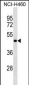 SGPP2 Antibody (N-term)