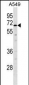 TULP2 Antibody (Center)